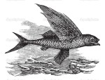 Flying Fish or Exocoetidae, vintage engraving